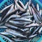 Anchovies 1 anchovies