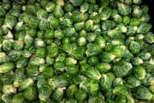 Brussels Sprouts 1 brussels sprouts