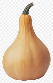 Butternut Squash 1 Butternut Squash