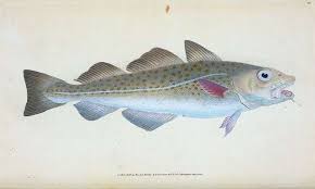cod