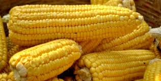 Corn 1 Corn