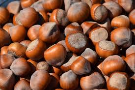 Hazelnuts 1 hazelnuts