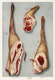 lamb