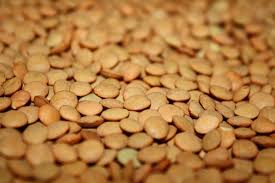 Lentils 1 lentils