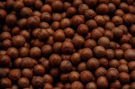 Macadamia Nuts 1 macadamia nuts