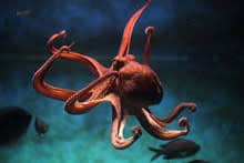 Octopus 1 octopus