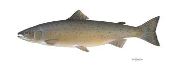 Salmon: Nutrition Facts, Health Benefits, and the Most Complete Whole Food for Human Health 1 salmon