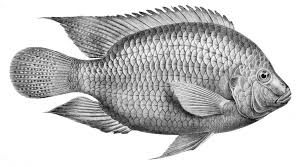 Tilapia 1 tilapia