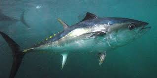 Tuna 1 tuna