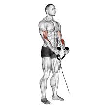 Cable Hammer Curls: How To, Muscles Worked & Common Mistakes 1 Cable Hammer Curls