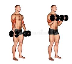 Dumbbell Curls: How To, Muscles Worked & Common Mistakes 1 Dumbbell Curls