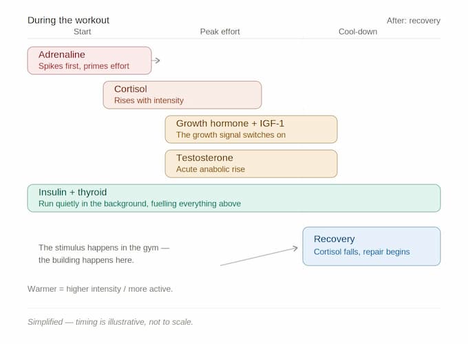 Hormones During Exercise 1 Timeline of hormones during exercise: adrenaline, cortisol, growth hormone, IGF-1, testosterone, insulin, thyroid, and recovery