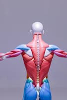 What Is DOMS? The Real Cause of Post-Workout Muscle Soreness 1 DOMS